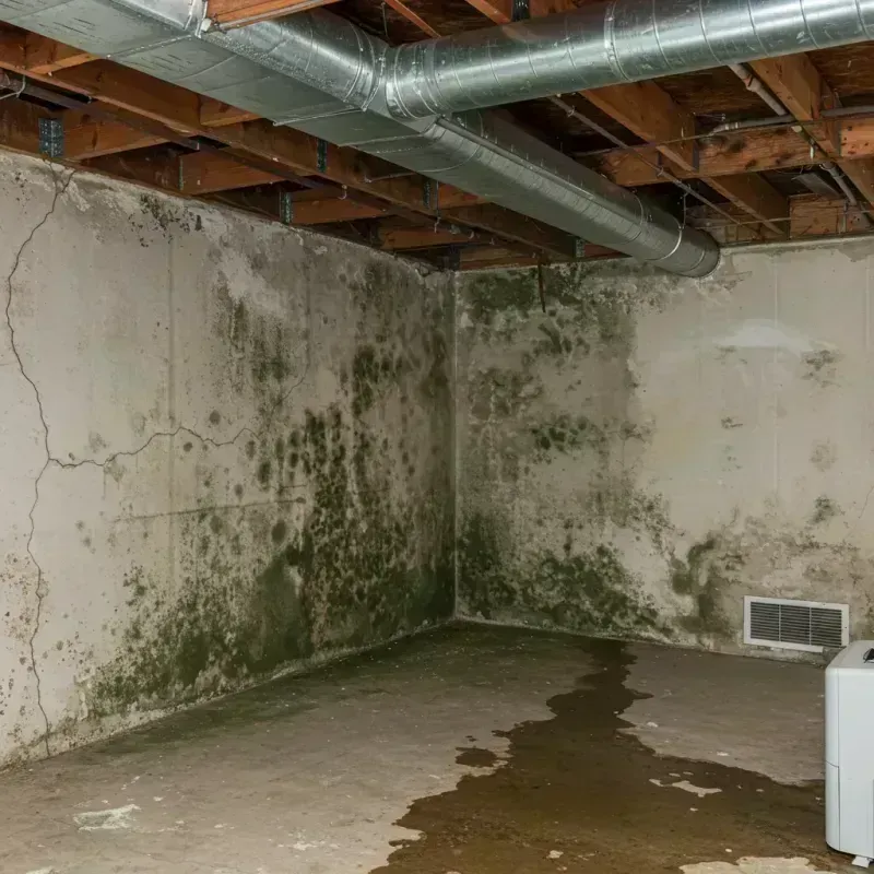 Professional Mold Removal in Mead Valley, CA